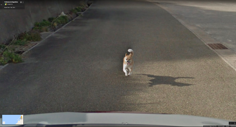 Illustration for article titled Este perro se las arreglĂł para salir en todas las fotos de Google Street View de una calle de JapĂłn